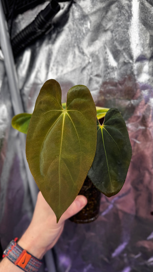 Anthurium papillilaminum «Ree gardens» x dressleri