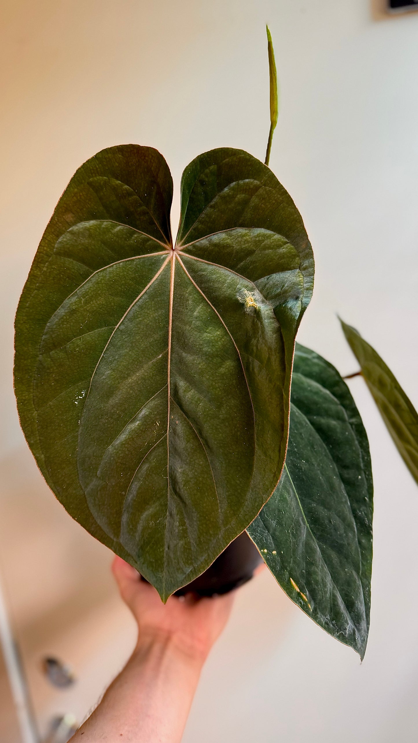 Anthurium (Dressleri RG F1 x Carlablackiae) x Antolakii klone