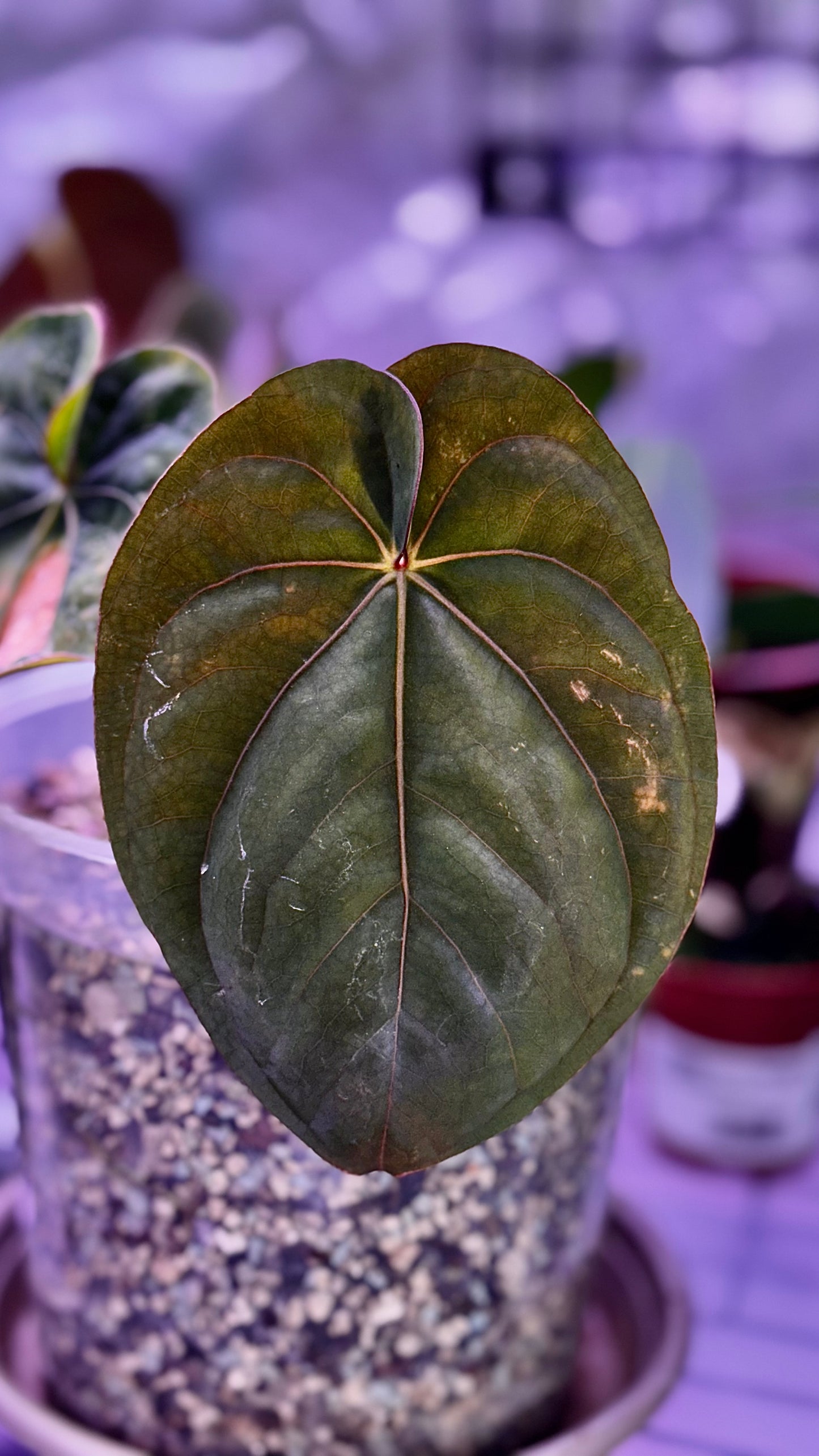 A. Dressleri RG clone #2 x self klone.