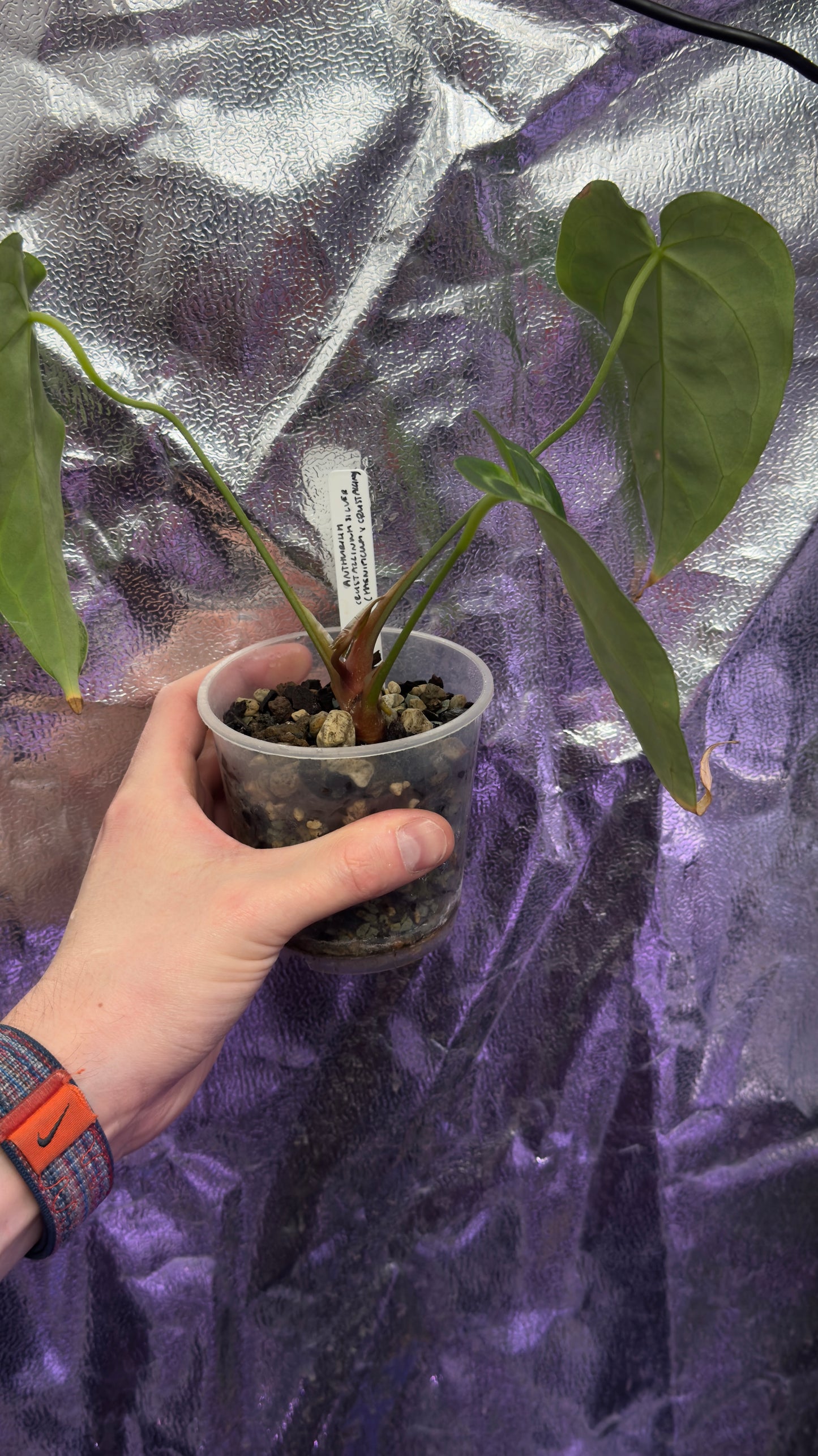 Anthurium Crystallinum silver x (magnificum x crystallinum)
