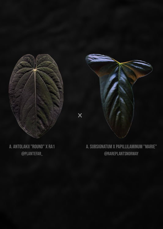 Anthurium (Antolakii round x RA1) x (Subsignatum x pap «Marie»)