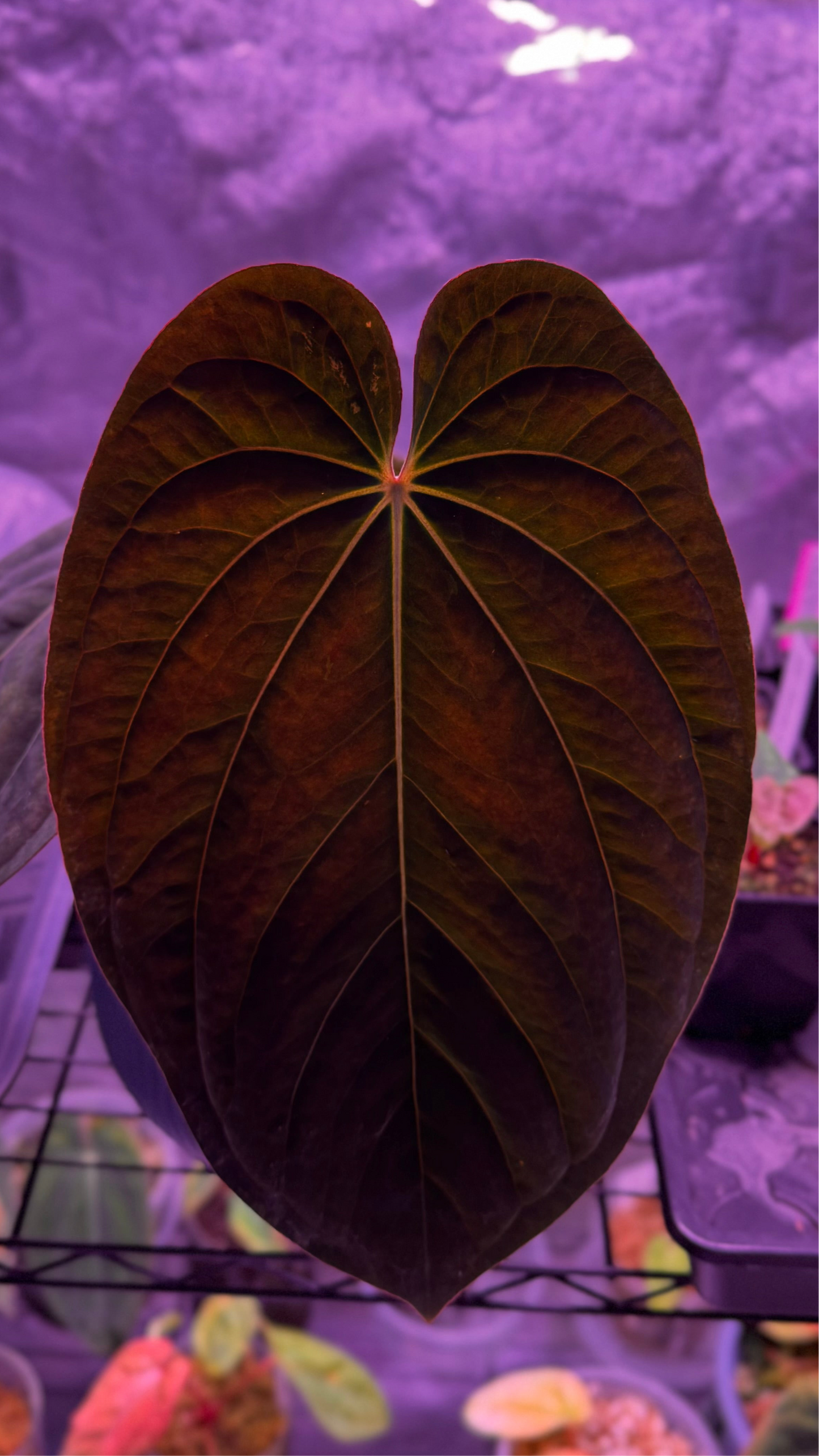Anthurium (Antolakii round x RA1) x (Subsignatum x pap «Marie»)