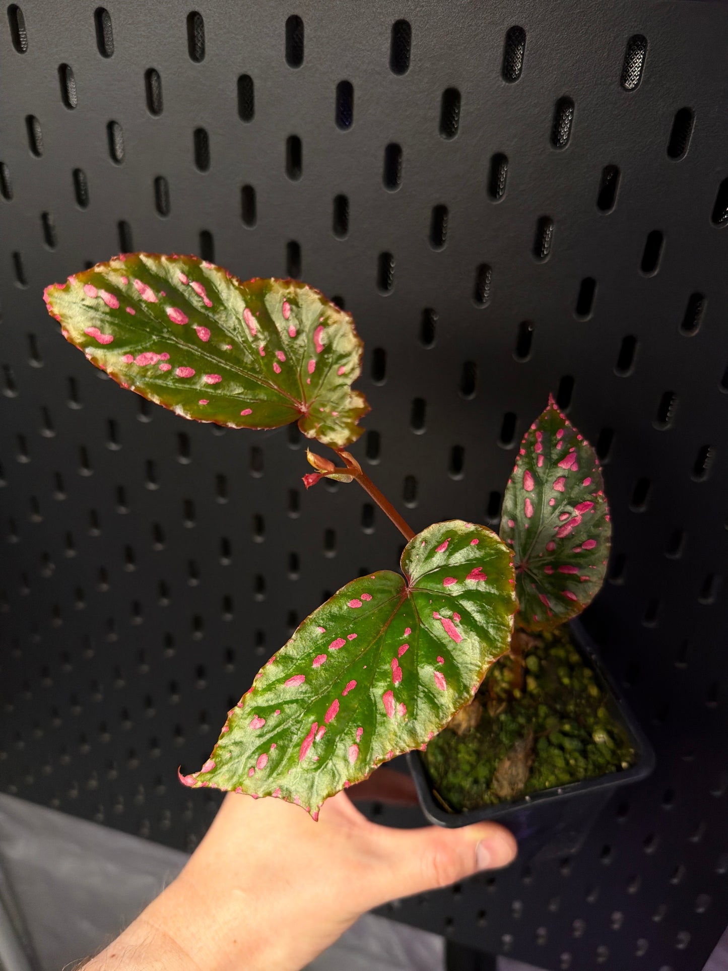 Begonia Negronensis