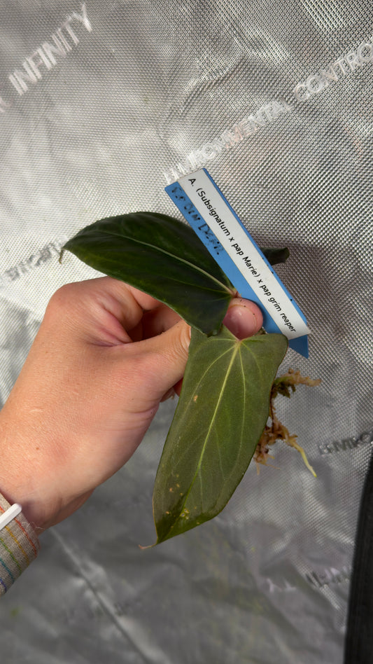 Anthurium (Subsignatum x papillilaminum Marie) x papillilaminum Grim Reaper