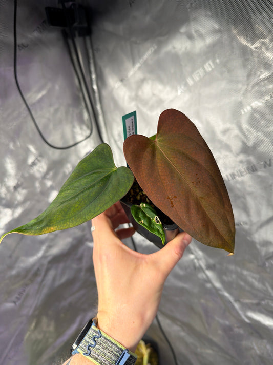 Anthurium (Antolakii round x RA1) x (Subsignatum x pap «Marie»)
