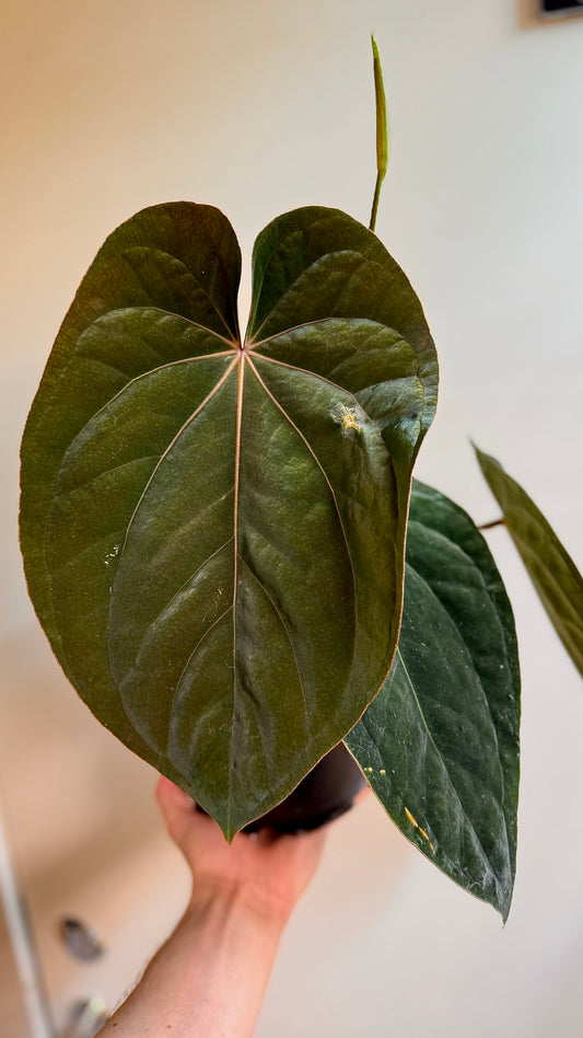 Anthurium hybrid spiret frø