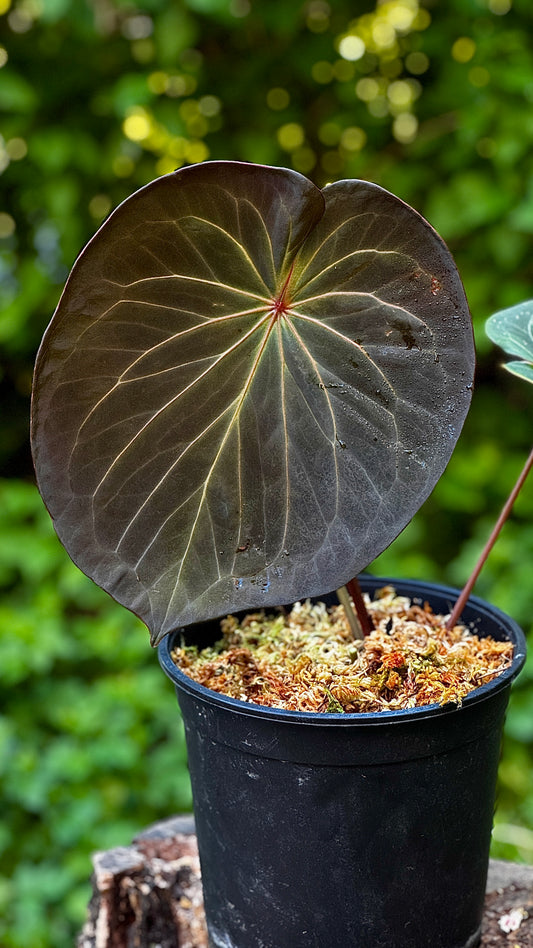 Anthurium King of spades klone