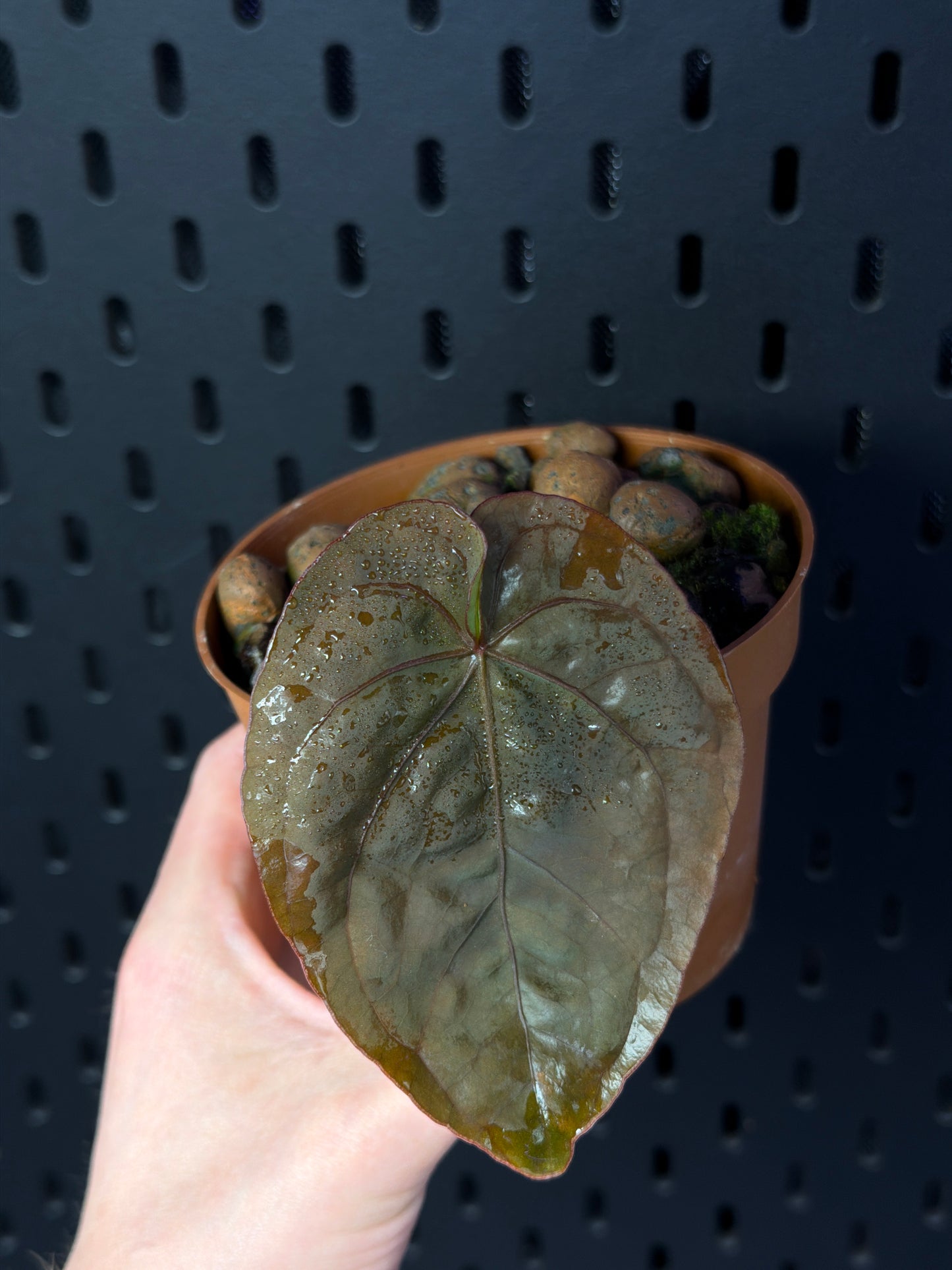 A. Dressleri RG clone #2 x self klone.