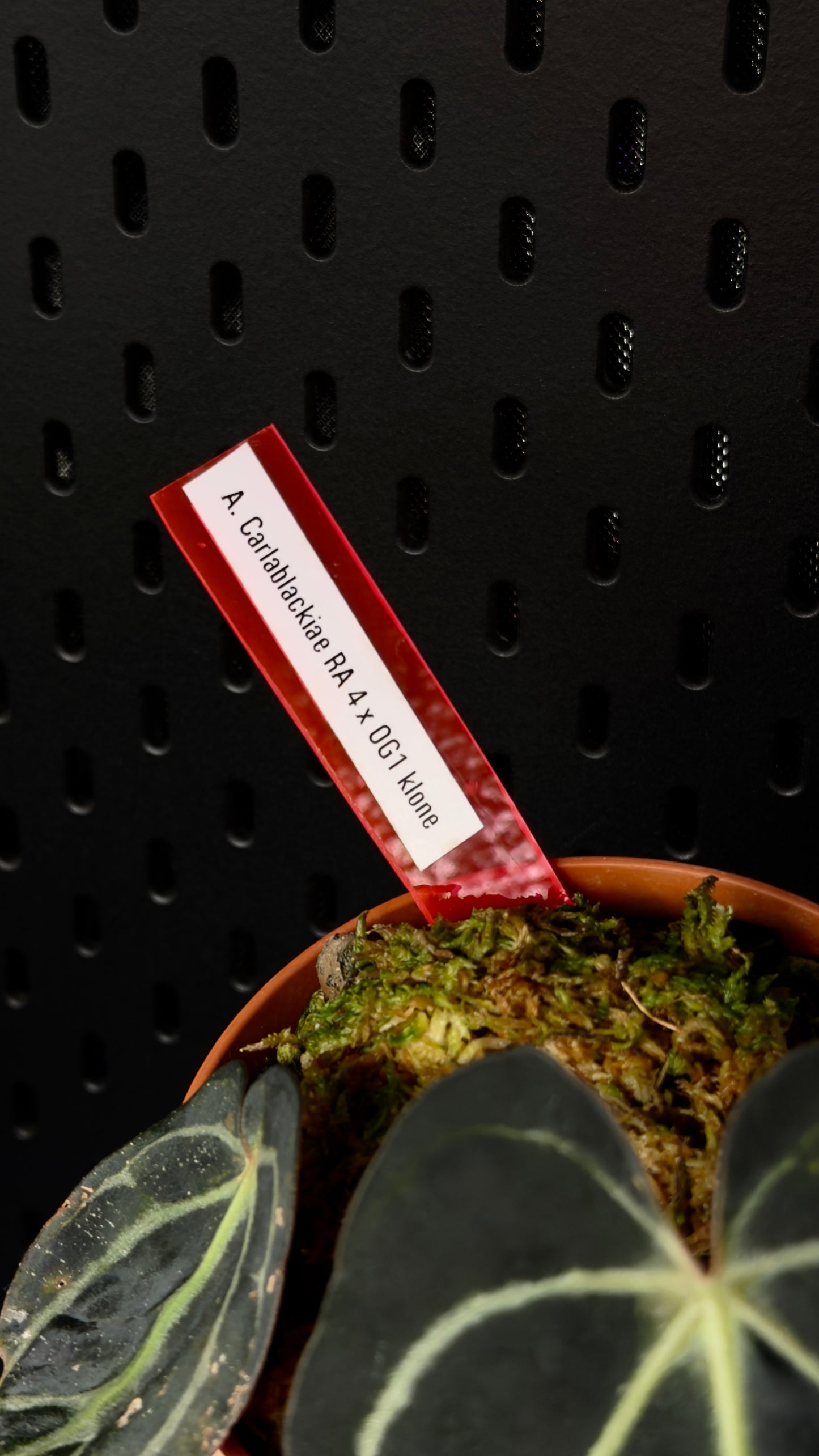 Anthurium Carlablackiae RA4 x OG1 Klone