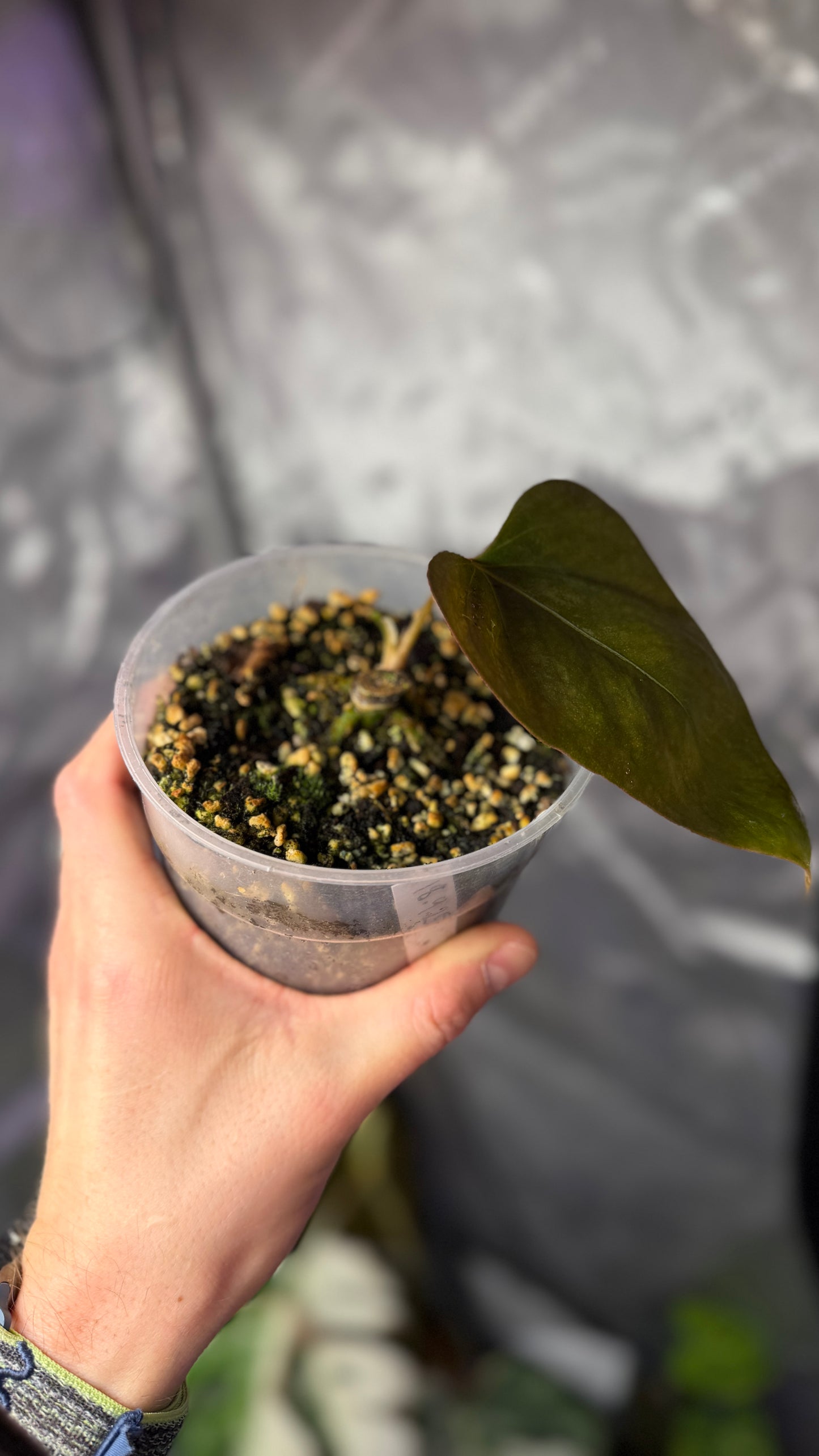 A. Portillae dark form x self klone