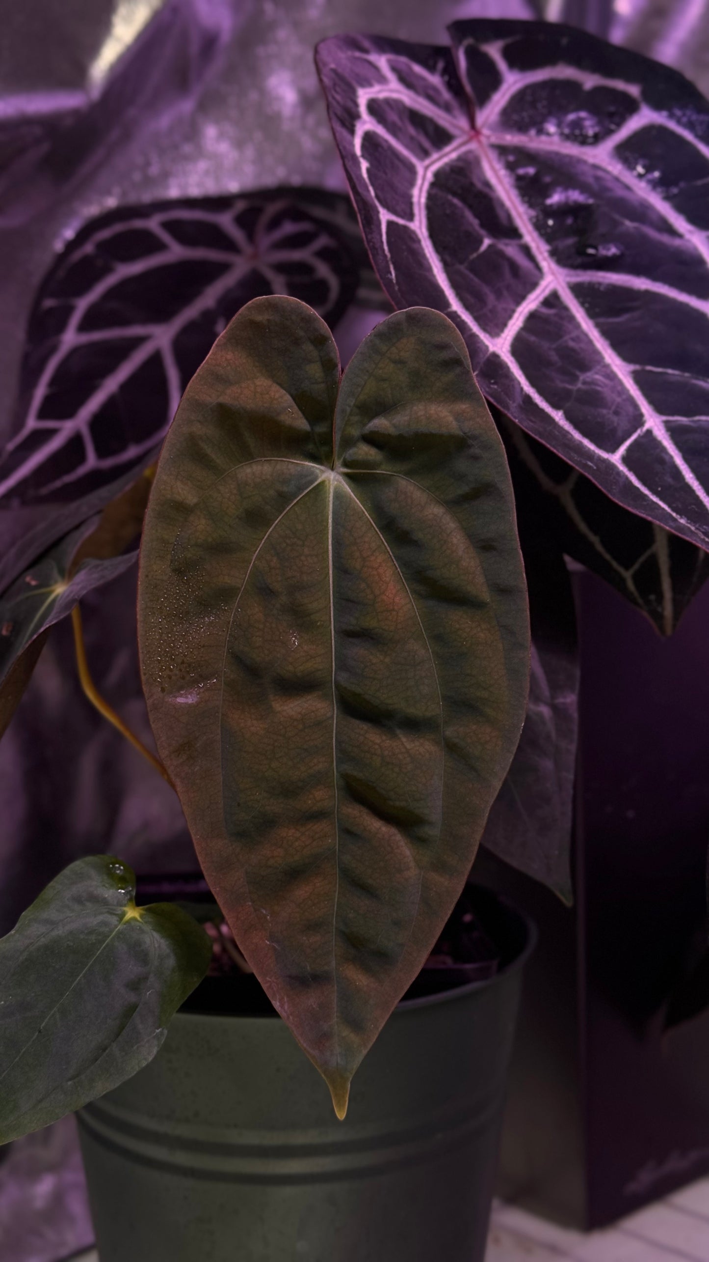 Anthurium papillilaminum «Ree gardens» x dressleri