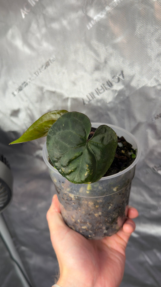 Anthurium Ace of spades (tezula) klone