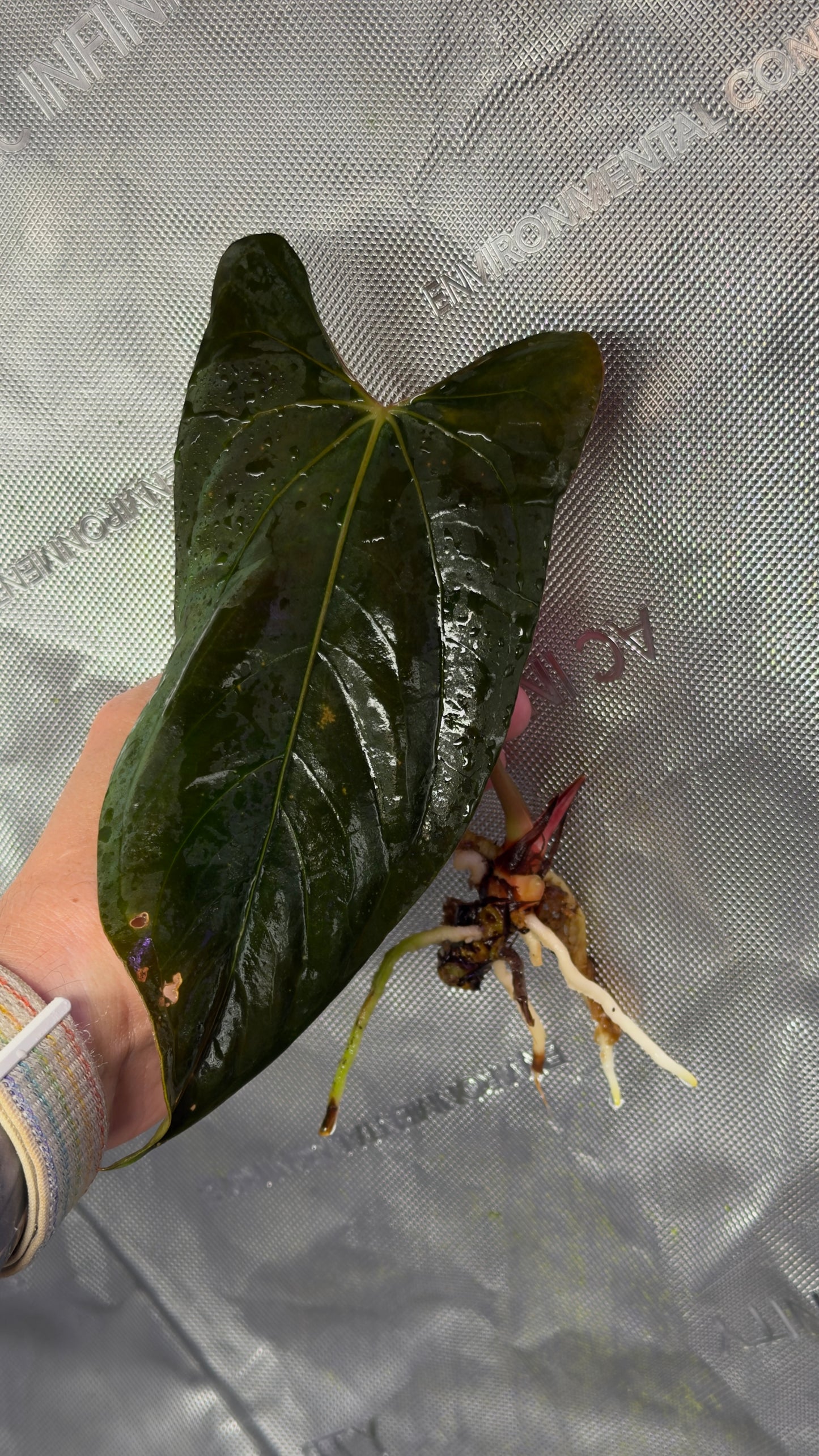 Anthurium papillilaminum RL x FS
