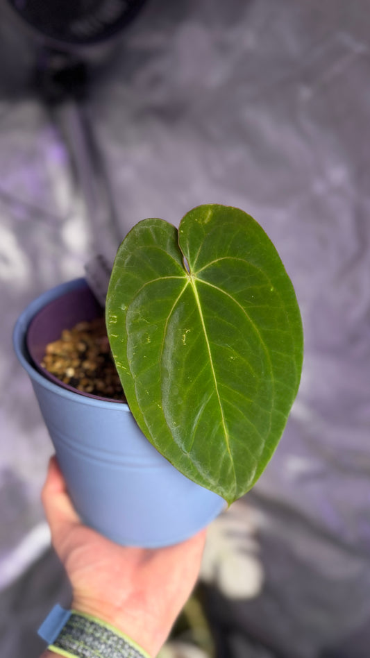 A. Antolakii x Dark Phoenix