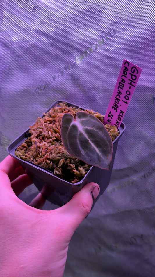 Anthurium Carlablackiae GPH-001 x self Klone