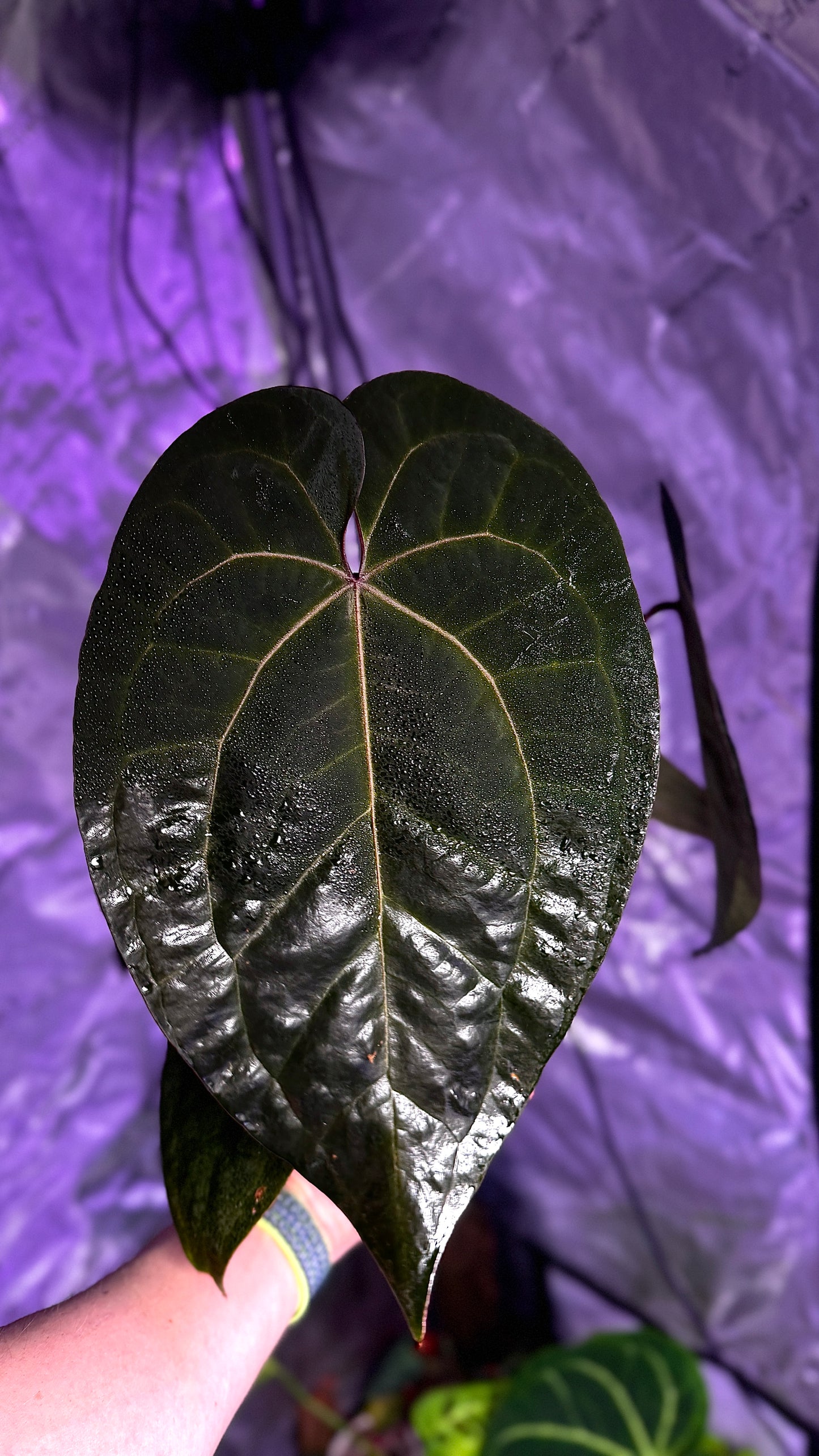 Anthurium Ace of spades (tezula) klone