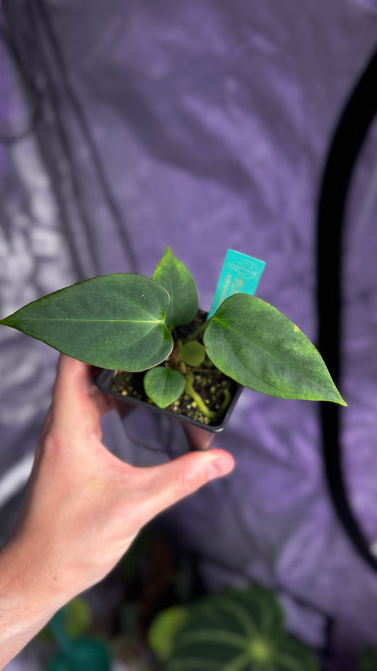 Anthurium (Antolakii round x RA1) x (Subsignatum x pap «Marie»)