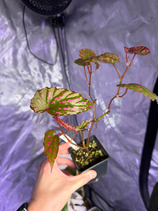 Begonia Negronensis stikling