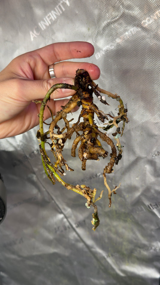 Anthurium papillilaminum RL x FS (leafless) (Reserved)