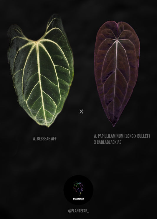 Anthurium hybrid spire