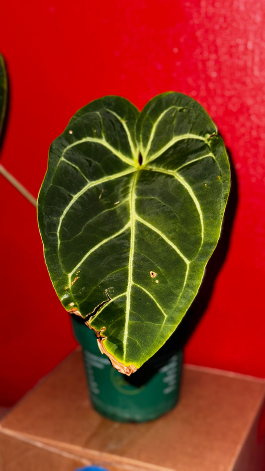 A. Magnificum x warocqueanum
