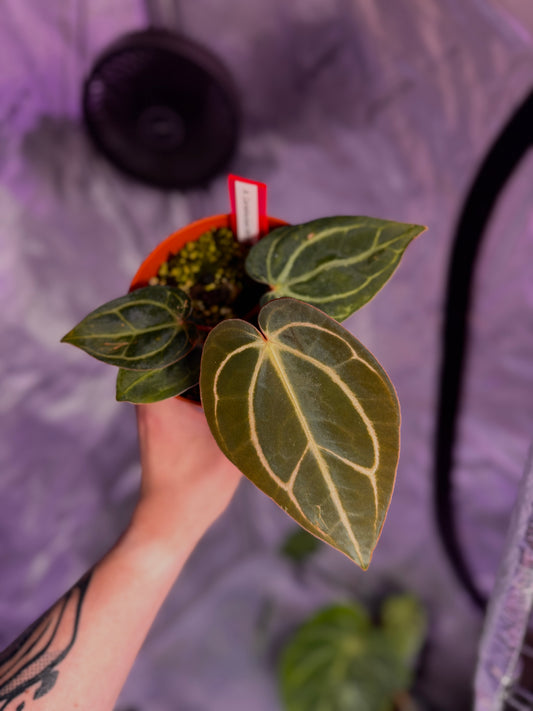 Anthurium Carlablackiae RA4 x OG1 buttcut Klone (B)