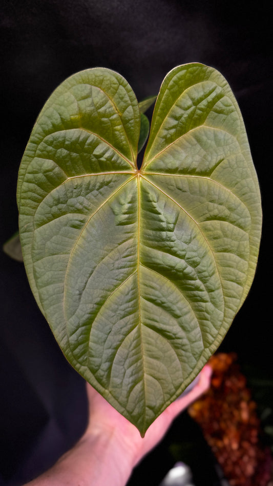 Anthurium magnificum x luxurians