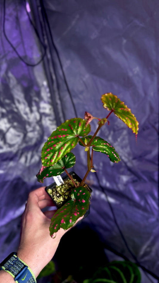 Begonia Negronensis stikling