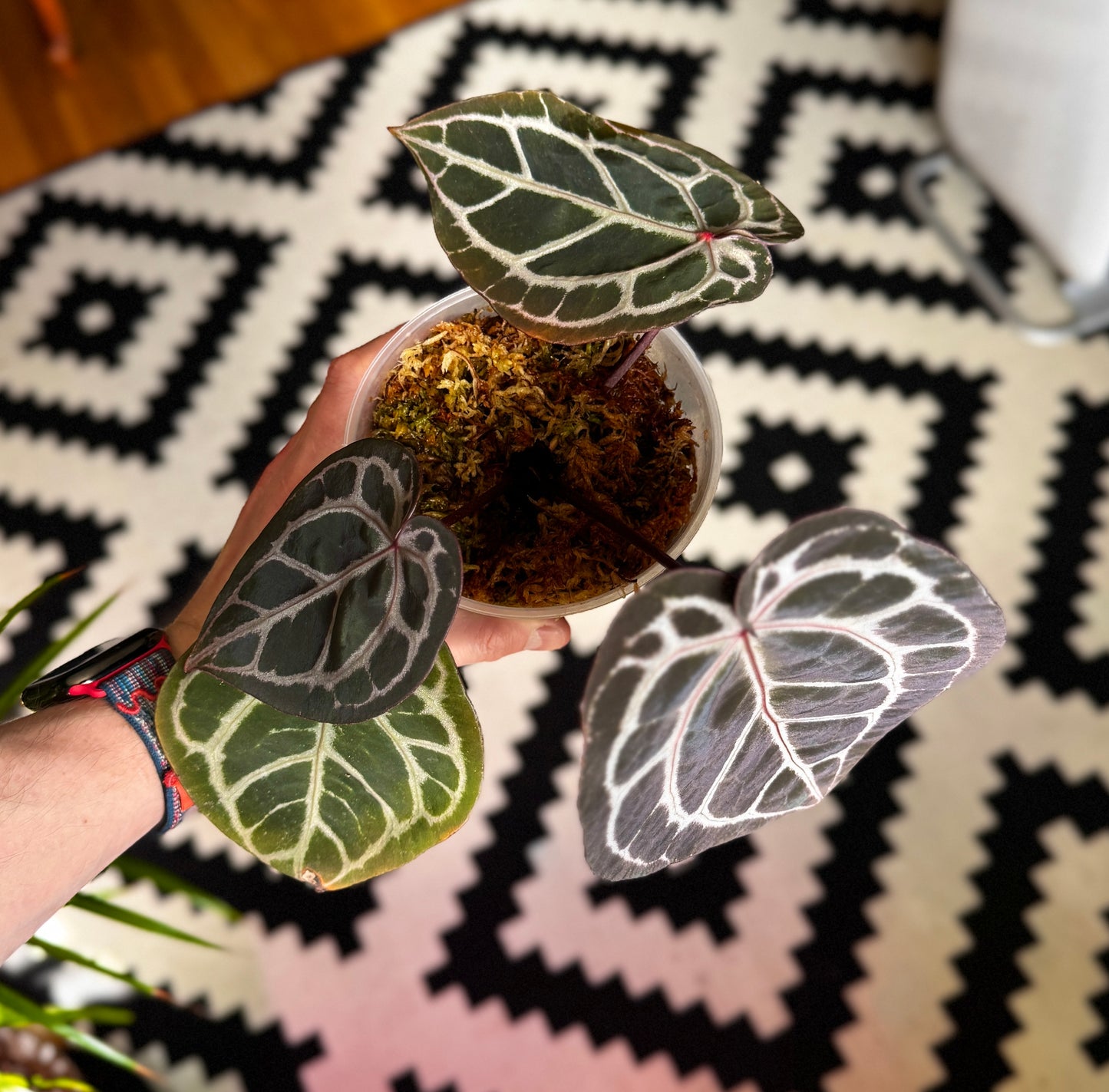 Anthurium Doc block Michelle