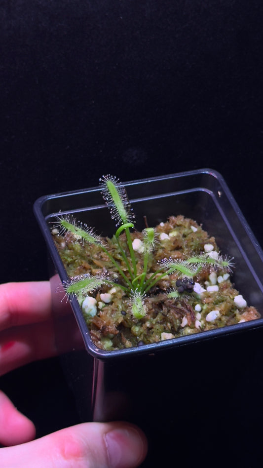 Drosera Capensis småplanter