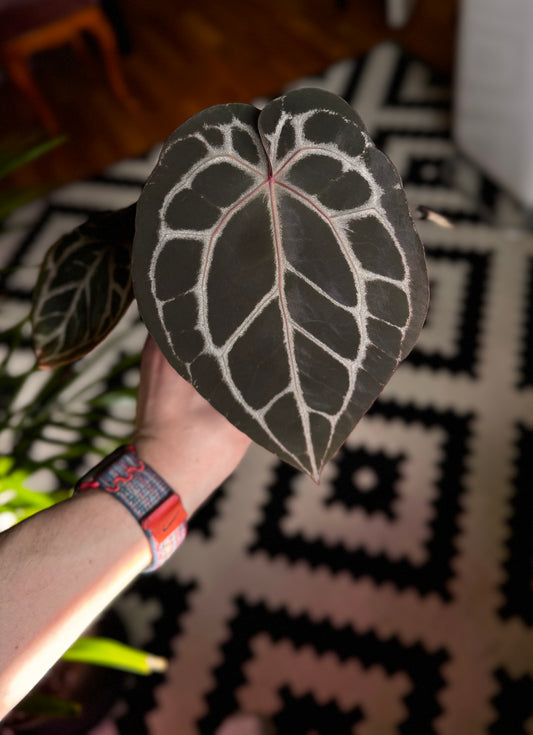 Anthurium Doc block Michelle