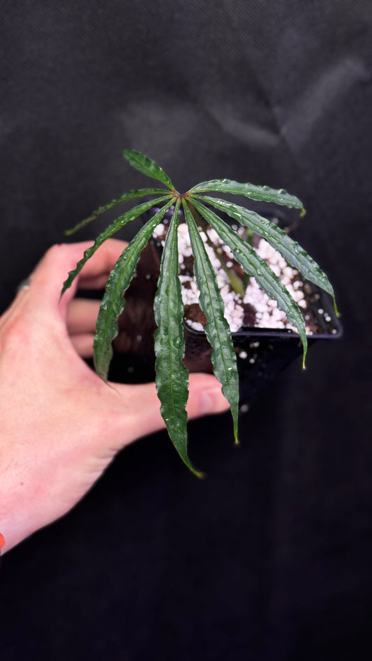 Anthurium polychistum