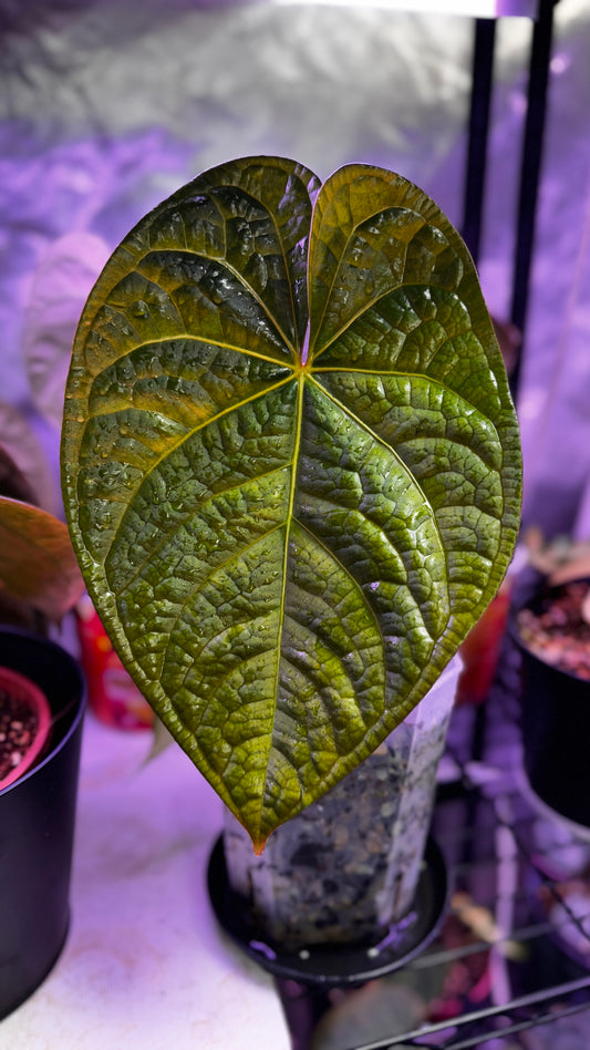 Anthurium magnificum x luxurians