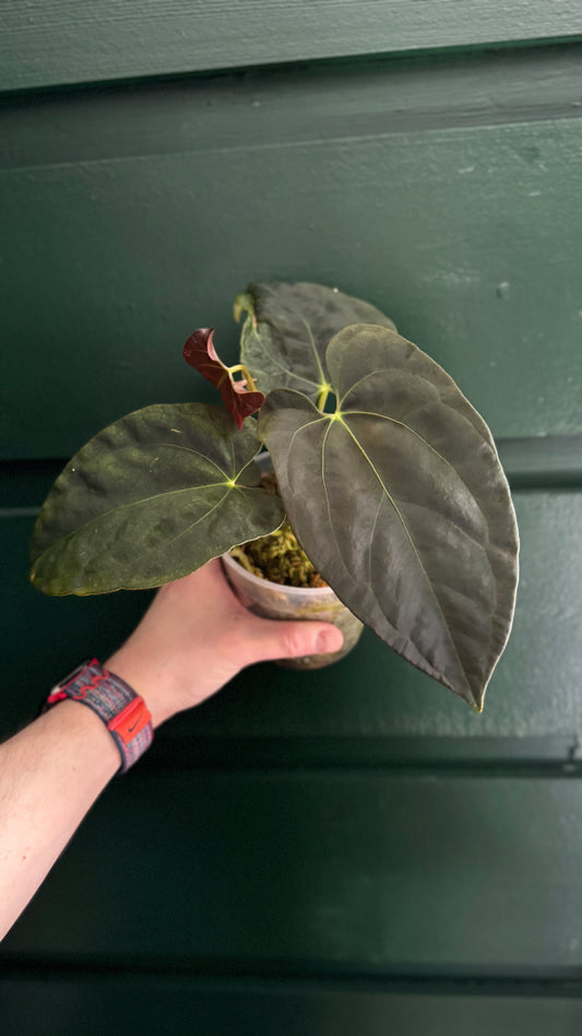 Anthurium fort sherman x indo portillae