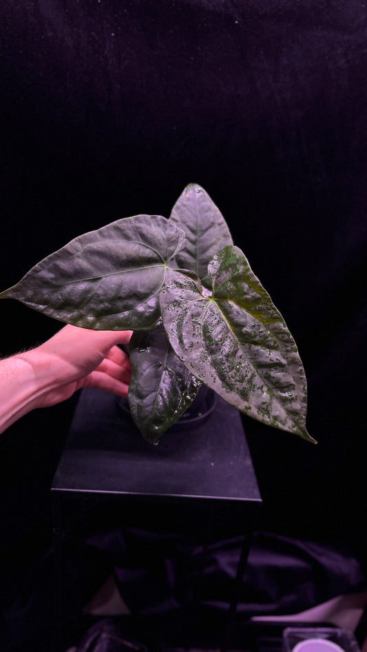 Anthurium fort sherman x indo portillae