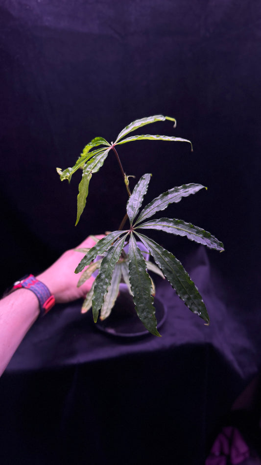 Anthurium polychistum
