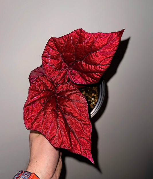 Begonia Rex «inca flame»