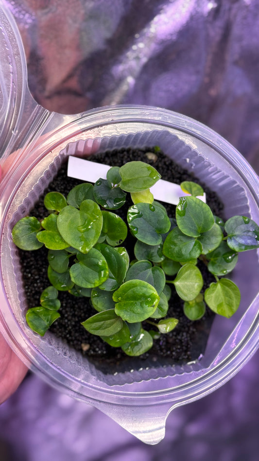 Anthurium hybrid