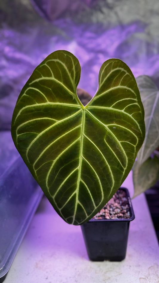 Anthurium Regale