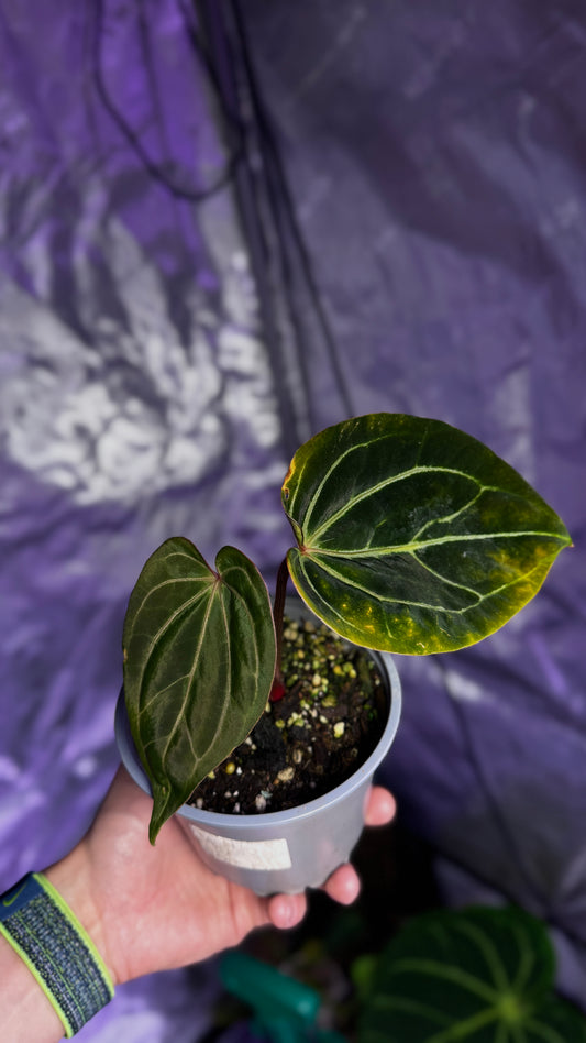 Anthurium Carlablackiae x Papillilaminum F2 Buttcut