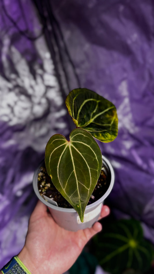Anthurium Carlablackiae x Papillilaminum F2 Buttcut