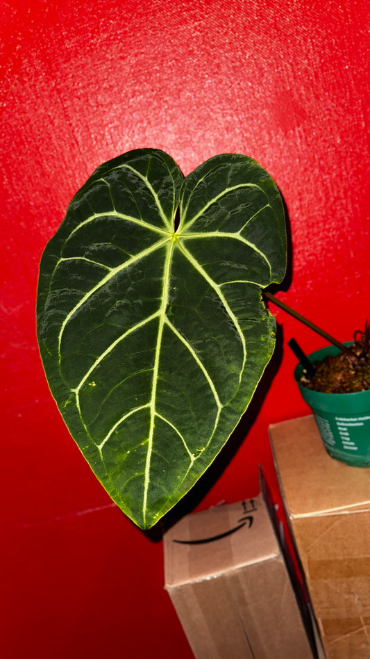 A. Magnificum x warocqueanum