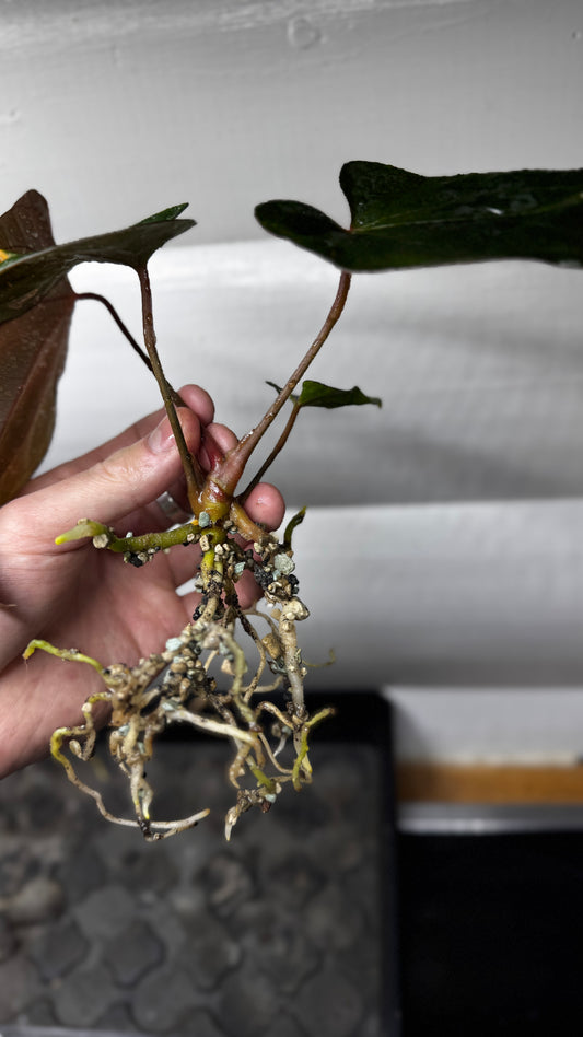 Anthurium Hybrid
