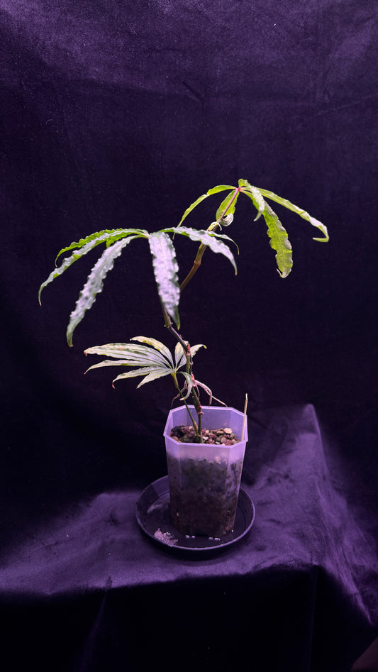 Anthurium polychistum