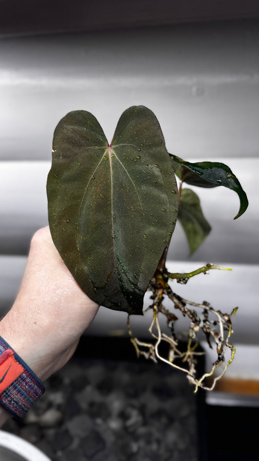 Anthurium Hybrid