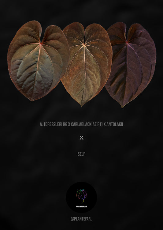 Anthurium hybrid spiret frø