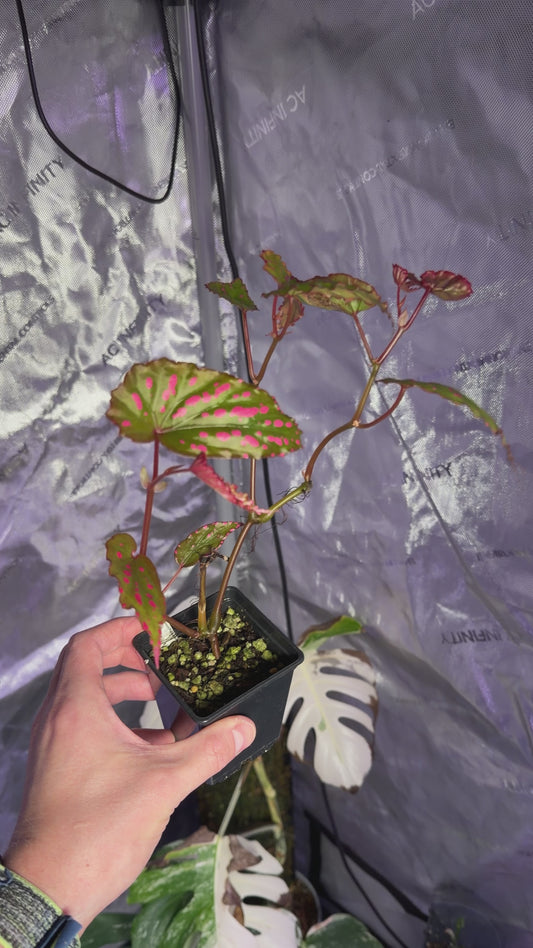 Begonia Negronensis stikling