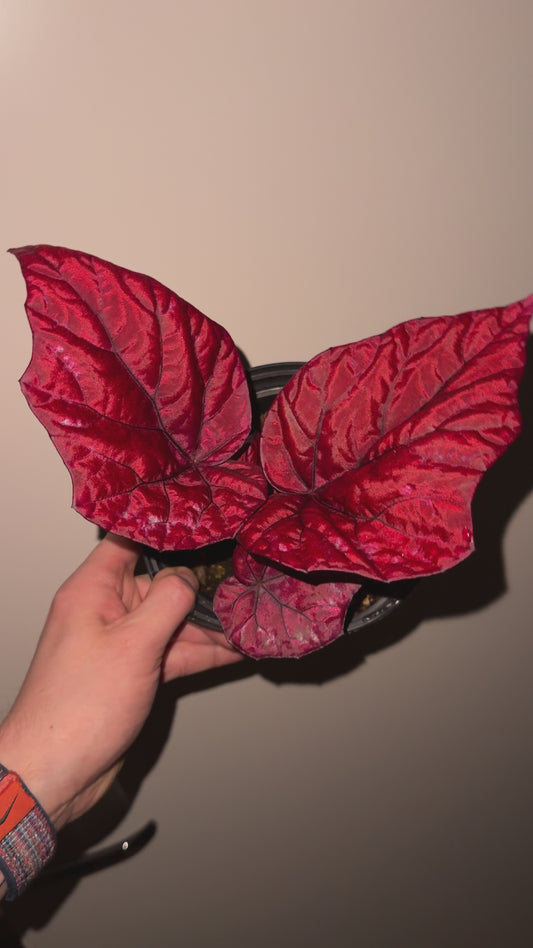 Begonia Rex «inca flame»