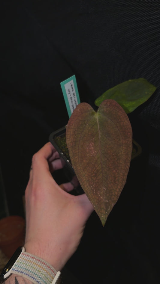 Anthurium (Antolakii round x RA1) x (Subsignatum x pap «Marie»)