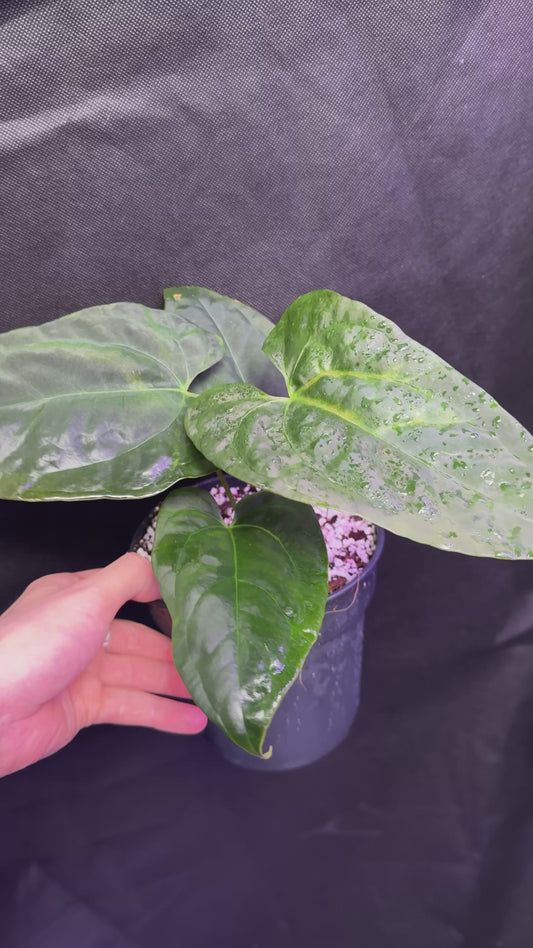 Anthurium fort sherman x indo portillae